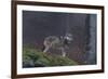 Gray Wolf (Canis Lupus), Bavarian Forest National Park, Bavaria, Germany, Europe-Sergio Pitamitz-Framed Photographic Print