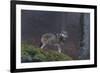 Gray Wolf (Canis Lupus), Bavarian Forest National Park, Bavaria, Germany, Europe-Sergio Pitamitz-Framed Photographic Print