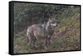 Gray Wolf (Canis Lupus), Bavarian Forest National Park, Bavaria, Germany, Europe-Sergio Pitamitz-Framed Stretched Canvas