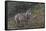 Gray Wolf (Canis Lupus), Bavarian Forest National Park, Bavaria, Germany, Europe-Sergio Pitamitz-Framed Stretched Canvas