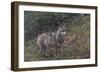 Gray Wolf (Canis Lupus), Bavarian Forest National Park, Bavaria, Germany, Europe-Sergio Pitamitz-Framed Photographic Print