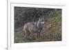 Gray Wolf (Canis Lupus), Bavarian Forest National Park, Bavaria, Germany, Europe-Sergio Pitamitz-Framed Photographic Print