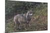 Gray Wolf (Canis Lupus), Bavarian Forest National Park, Bavaria, Germany, Europe-Sergio Pitamitz-Mounted Photographic Print