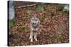 Gray Wolf (Canis Lupus), Bavarian Forest National Park, Bavaria, Germany, Europe-Sergio Pitamitz-Stretched Canvas