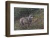 Gray Wolf (Canis Lupus), Bavarian Forest National Park, Bavaria, Germany, Europe-Sergio Pitamitz-Framed Photographic Print