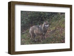 Gray Wolf (Canis Lupus), Bavarian Forest National Park, Bavaria, Germany, Europe-Sergio Pitamitz-Framed Photographic Print