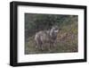 Gray Wolf (Canis Lupus), Bavarian Forest National Park, Bavaria, Germany, Europe-Sergio Pitamitz-Framed Photographic Print