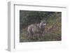 Gray Wolf (Canis Lupus), Bavarian Forest National Park, Bavaria, Germany, Europe-Sergio Pitamitz-Framed Photographic Print