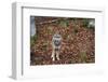 Gray Wolf (Canis Lupus), Bavarian Forest National Park, Bavaria, Germany, Europe-Sergio Pitamitz-Framed Photographic Print