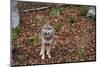 Gray Wolf (Canis Lupus), Bavarian Forest National Park, Bavaria, Germany, Europe-Sergio Pitamitz-Mounted Photographic Print