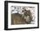 Gray Wolf (Canis Lupus), Bavarian Forest National Park, Bavaria, Germany, Europe-Sergio Pitamitz-Framed Photographic Print