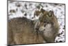 Gray Wolf (Canis Lupus), Bavarian Forest National Park, Bavaria, Germany, Europe-Sergio Pitamitz-Mounted Photographic Print