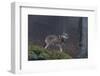 Gray Wolf (Canis Lupus), Bavarian Forest National Park, Bavaria, Germany, Europe-Sergio Pitamitz-Framed Photographic Print