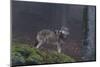 Gray Wolf (Canis Lupus), Bavarian Forest National Park, Bavaria, Germany, Europe-Sergio Pitamitz-Mounted Photographic Print