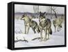 Gray Wolf (Canis Lupus), Canidae, Drawing-null-Framed Stretched Canvas