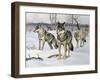 Gray Wolf (Canis Lupus), Canidae, Drawing-null-Framed Giclee Print