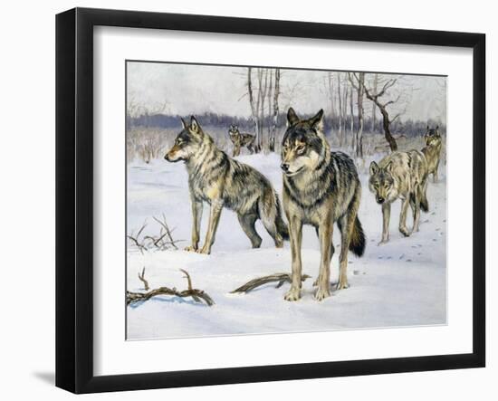 Gray Wolf (Canis Lupus), Canidae, Drawing-null-Framed Giclee Print