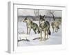 Gray Wolf (Canis Lupus), Canidae, Drawing-null-Framed Giclee Print