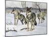 Gray Wolf (Canis Lupus), Canidae, Drawing-null-Mounted Giclee Print