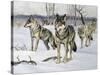 Gray Wolf (Canis Lupus), Canidae, Drawing-null-Stretched Canvas