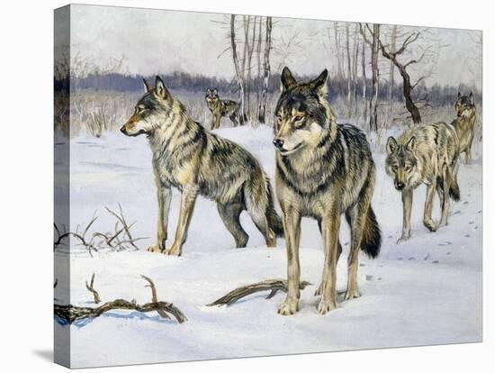 Gray Wolf (Canis Lupus), Canidae, Drawing-null-Stretched Canvas