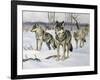 Gray Wolf (Canis Lupus), Canidae, Drawing-null-Framed Giclee Print