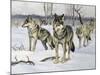 Gray Wolf (Canis Lupus), Canidae, Drawing-null-Mounted Giclee Print