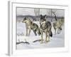 Gray Wolf (Canis Lupus), Canidae, Drawing-null-Framed Giclee Print