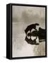 Gray Wolf (Canis Lupus) Drinking in the Fog, Reflected in the Water, in Captivity, Minnesota, USA-James Hager-Framed Stretched Canvas