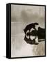 Gray Wolf (Canis Lupus) Drinking in the Fog, Reflected in the Water, in Captivity, Minnesota, USA-James Hager-Framed Stretched Canvas