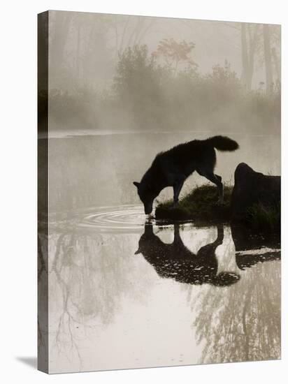 Gray Wolf (Canis Lupus) Drinking in the Fog, Reflected in the Water, in Captivity, Minnesota, USA-James Hager-Stretched Canvas