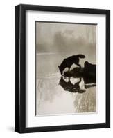 Gray Wolf (Canis Lupus) Drinking in the Fog, Reflected in the Water, in Captivity, Minnesota, USA-James Hager-Framed Premium Photographic Print