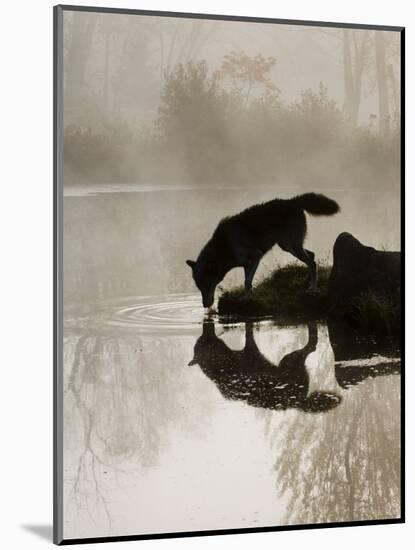 Gray Wolf (Canis Lupus) Drinking in the Fog, Reflected in the Water, in Captivity, Minnesota, USA-James Hager-Mounted Photographic Print