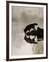 Gray Wolf (Canis Lupus) Drinking in the Fog, Reflected in the Water, in Captivity, Minnesota, USA-James Hager-Framed Photographic Print