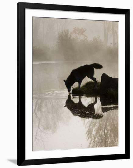 Gray Wolf (Canis Lupus) Drinking in the Fog, Reflected in the Water, in Captivity, Minnesota, USA-James Hager-Framed Photographic Print