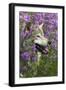 Gray-Wolf, Canis Lupus, Flower Meadow, Profile, Nature-Ronald Wittek-Framed Premium Photographic Print