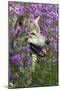 Gray-Wolf, Canis Lupus, Flower Meadow, Profile, Nature-Ronald Wittek-Mounted Premium Photographic Print