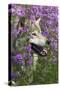 Gray-Wolf, Canis Lupus, Flower Meadow, Profile, Nature-Ronald Wittek-Stretched Canvas