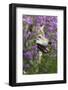 Gray-Wolf, Canis Lupus, Flower Meadow, Profile, Nature-Ronald Wittek-Framed Photographic Print