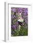 Gray-Wolf, Canis Lupus, Flower Meadow, Profile, Nature-Ronald Wittek-Framed Photographic Print