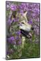 Gray-Wolf, Canis Lupus, Flower Meadow, Profile, Nature-Ronald Wittek-Mounted Photographic Print