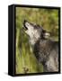 Gray Wolf (Canis Lupus) Howling, in Captivity, Minnesota Wildlife Connection, Minnesota, USA-James Hager-Framed Stretched Canvas