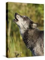 Gray Wolf (Canis Lupus) Howling, in Captivity, Minnesota Wildlife Connection, Minnesota, USA-James Hager-Stretched Canvas