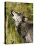 Gray Wolf (Canis Lupus) Howling, in Captivity, Minnesota Wildlife Connection, Minnesota, USA-James Hager-Stretched Canvas