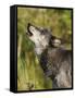 Gray Wolf (Canis Lupus) Howling, in Captivity, Minnesota Wildlife Connection, Minnesota, USA-James Hager-Framed Stretched Canvas