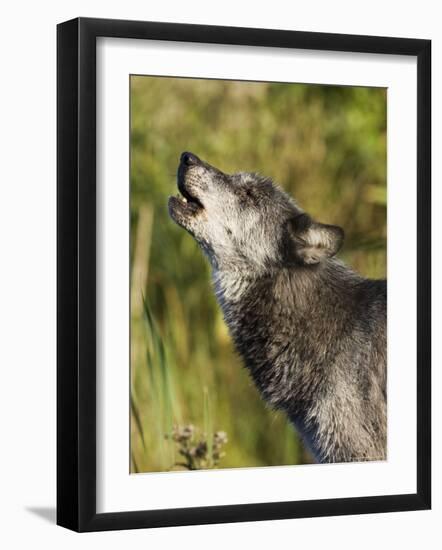 Gray Wolf (Canis Lupus) Howling, in Captivity, Minnesota Wildlife Connection, Minnesota, USA-James Hager-Framed Photographic Print