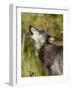 Gray Wolf (Canis Lupus) Howling, in Captivity, Minnesota Wildlife Connection, Minnesota, USA-James Hager-Framed Photographic Print