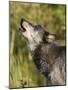 Gray Wolf (Canis Lupus) Howling, in Captivity, Minnesota Wildlife Connection, Minnesota, USA-James Hager-Mounted Photographic Print