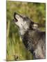 Gray Wolf (Canis Lupus) Howling, in Captivity, Minnesota Wildlife Connection, Minnesota, USA-James Hager-Mounted Photographic Print