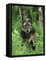 Gray Wolf (Canis Lupus), in Captivity, Sandstone, Minnesota-James Hager-Framed Stretched Canvas